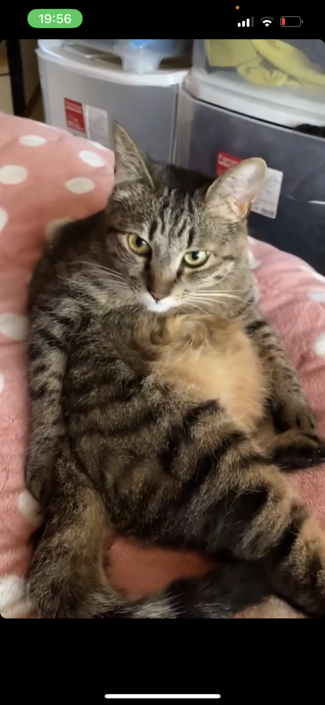 つぶとん