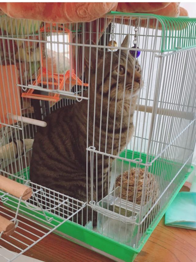 こたつ