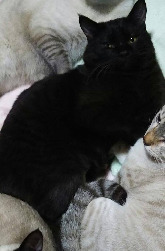 くま