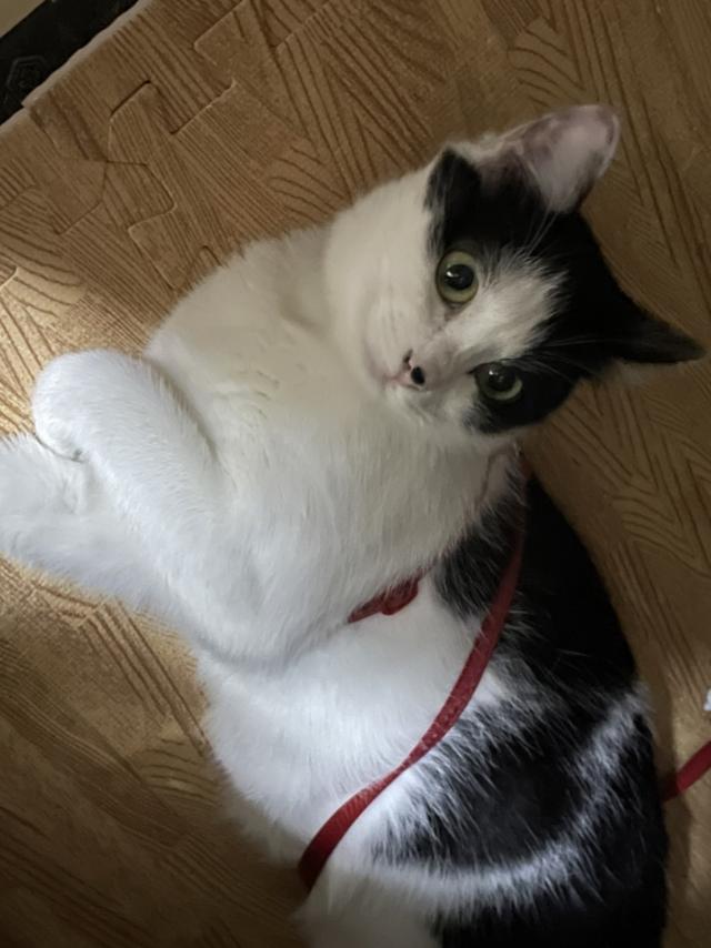 ミミ