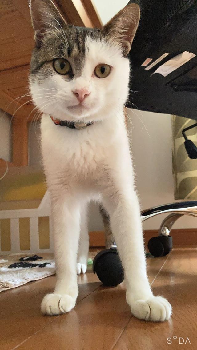 セツ