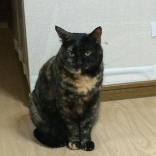 菊理（きくり）