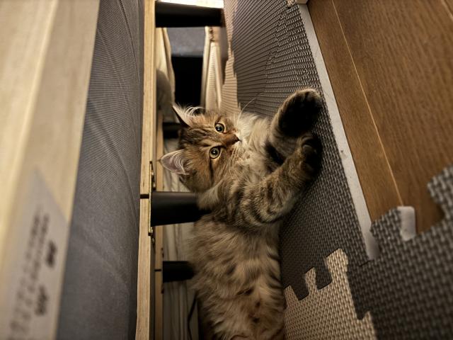 あずき