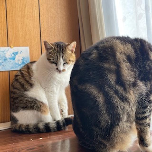 しろちゃん