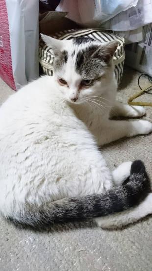 シロ