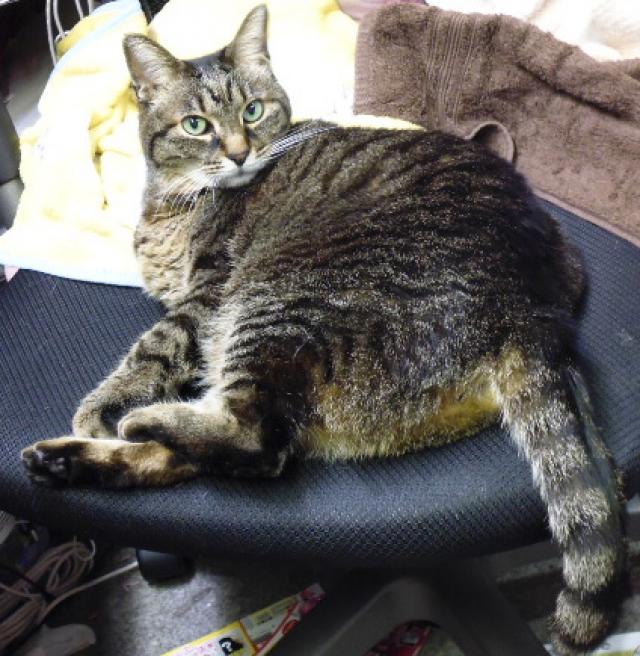 コキジ