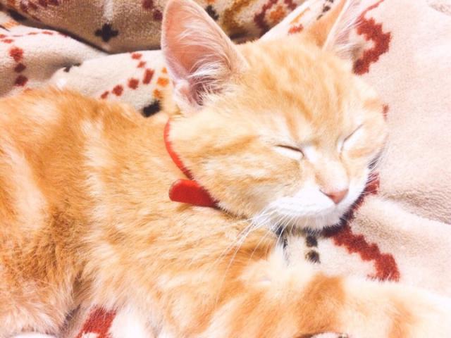 もち