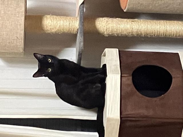 ナナ