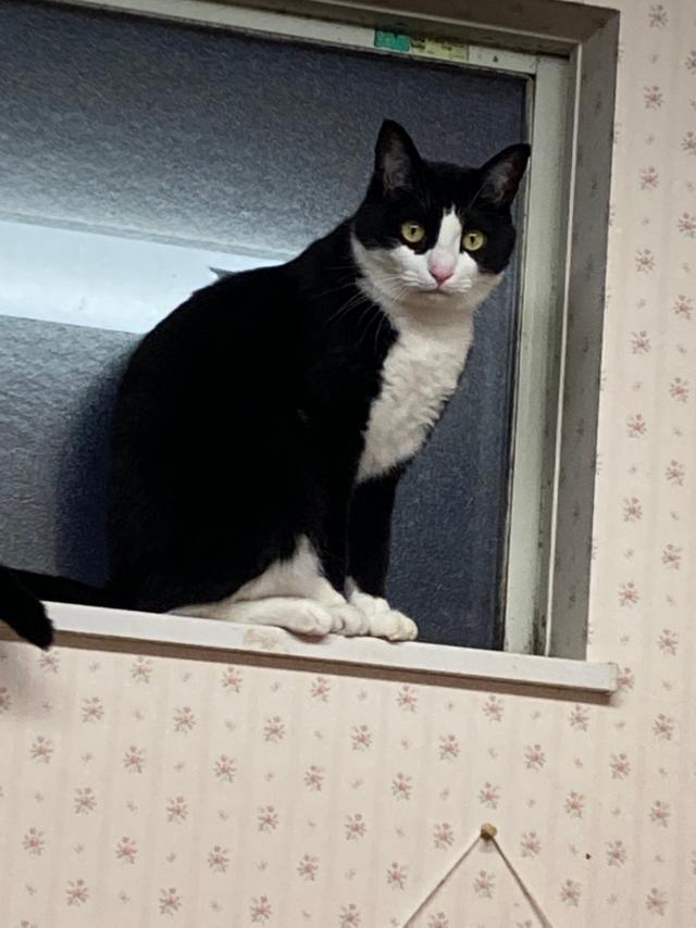 ハチ