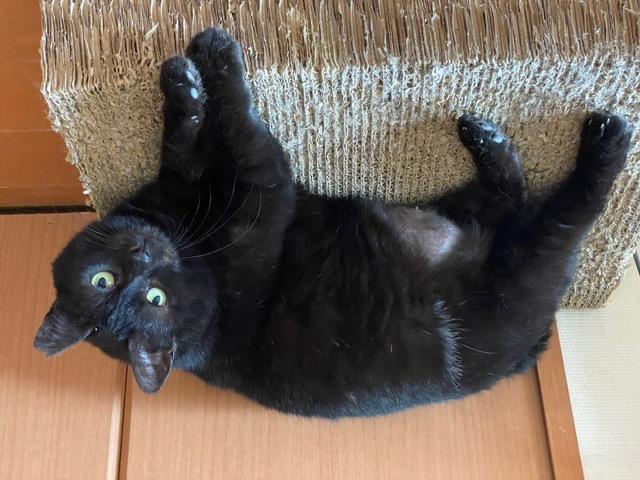 トコたん