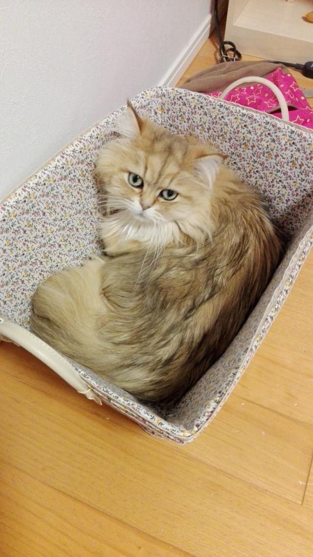 ちぃ