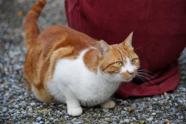 ねこちゃん