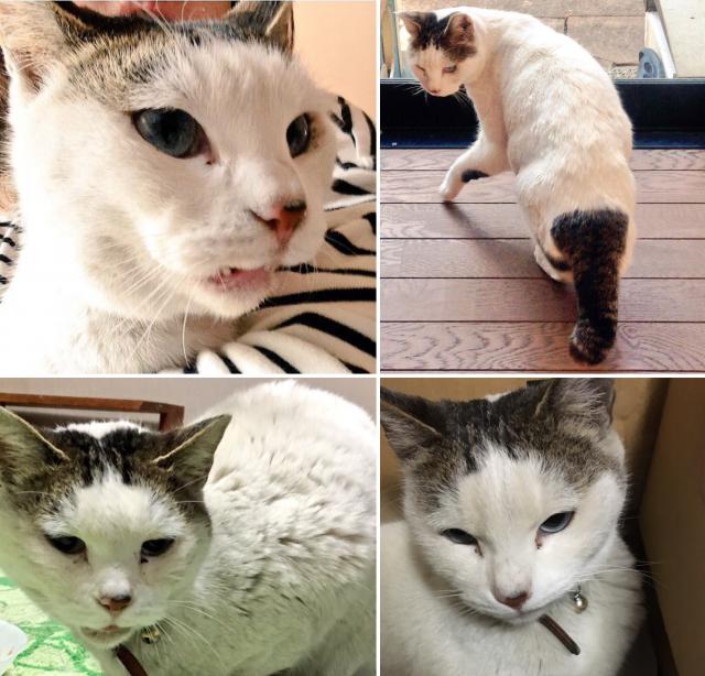 こいちゃん、こいけ、いけこ