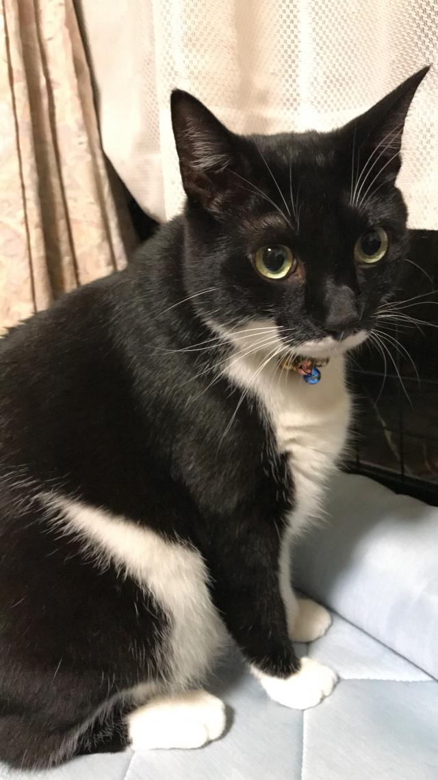 ビビ