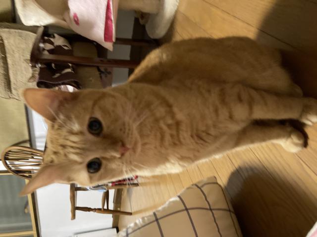 てんぷら