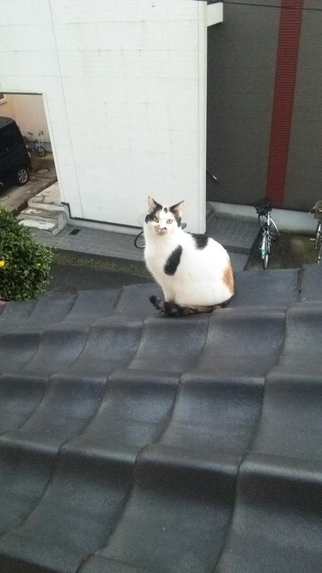 こなつ