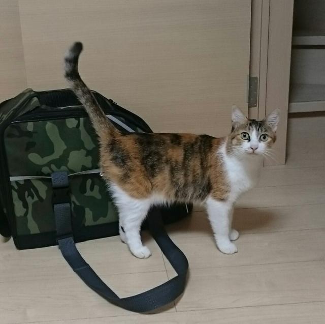 こまち