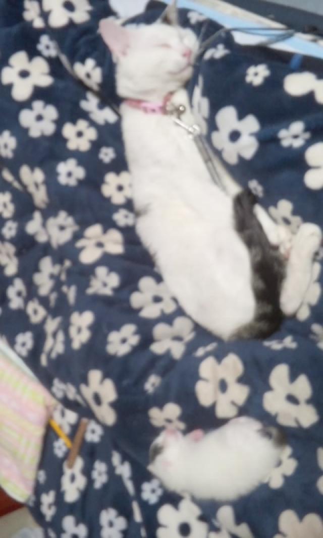 ブラン