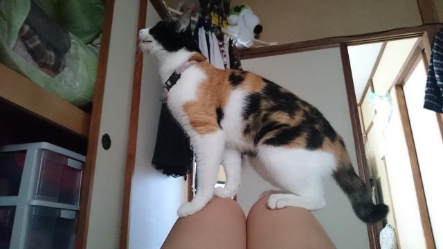 めい