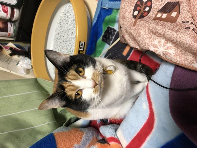 ラミ