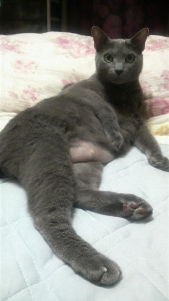 ジル