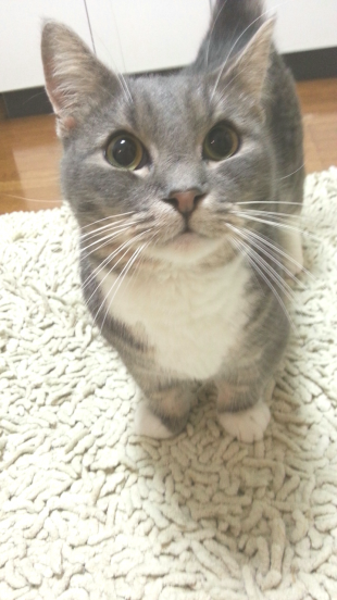 ねずみー