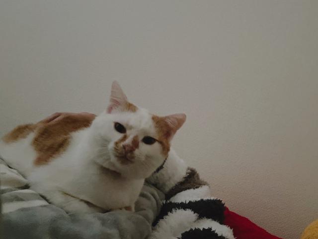 すじまる