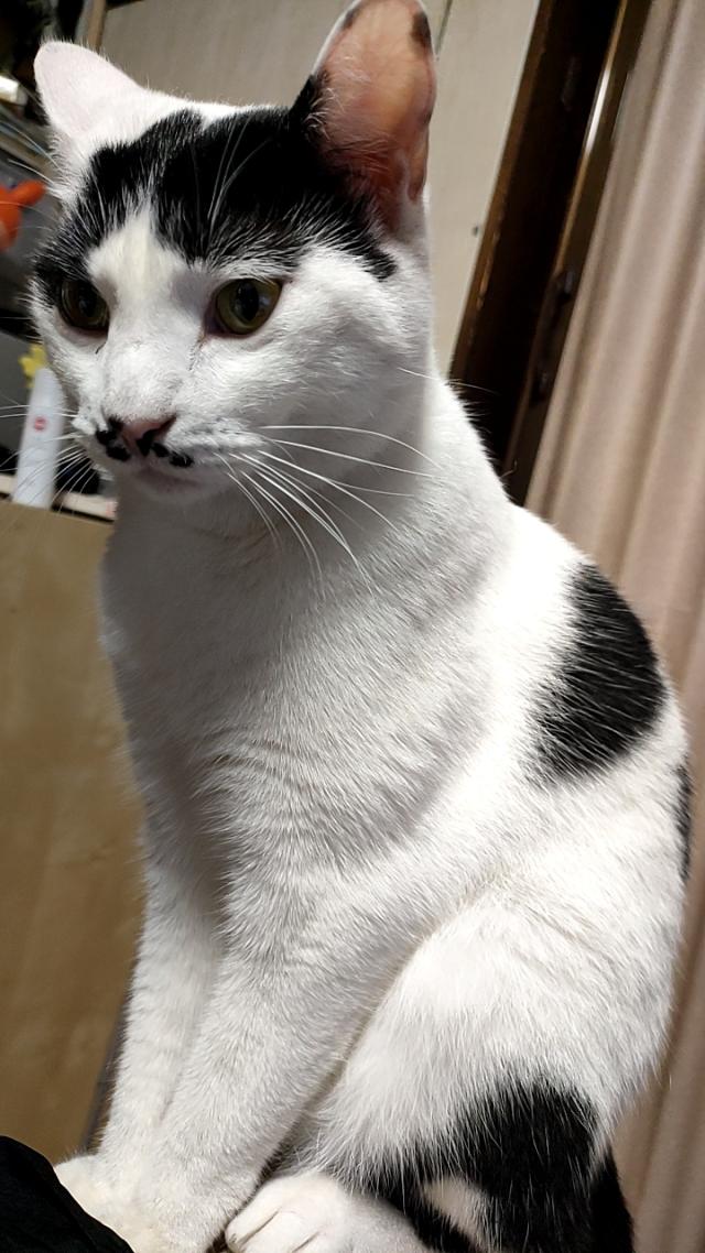 ぶちまる