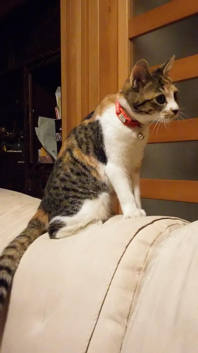 ナツ