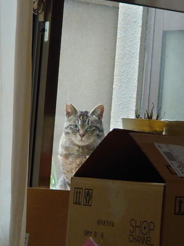 ちび