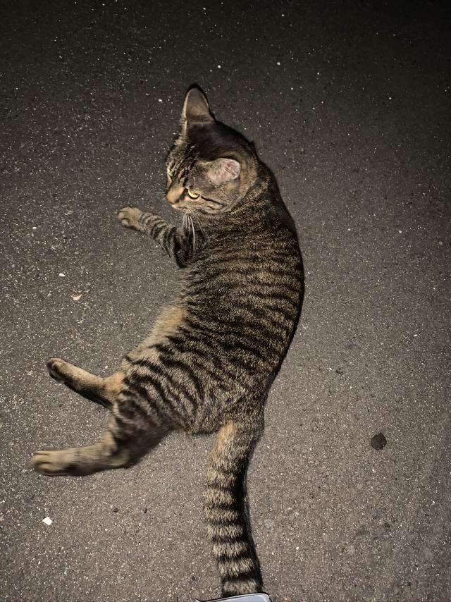 ココ