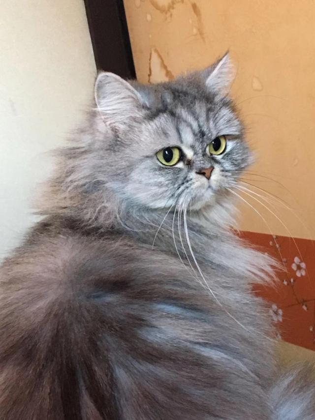 バァオバァオ