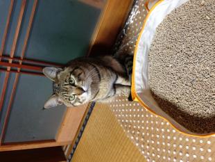 小太郎
