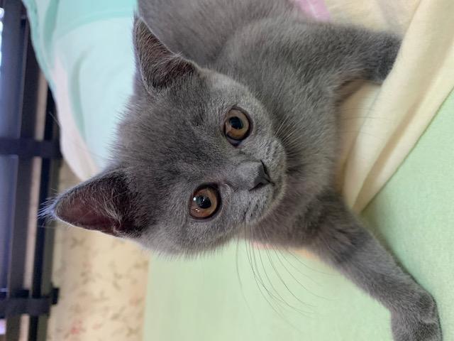 チャチャ