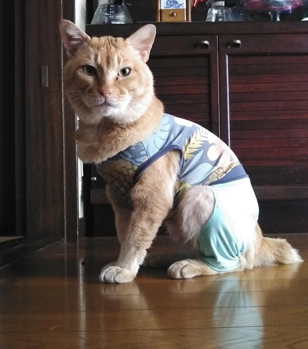オーにゃん