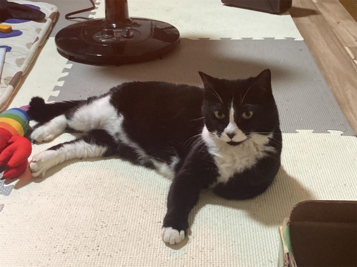 にゃるまー