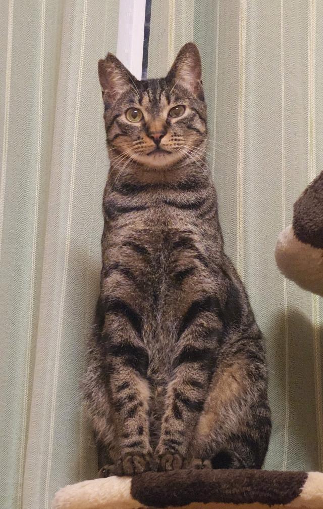 モカ