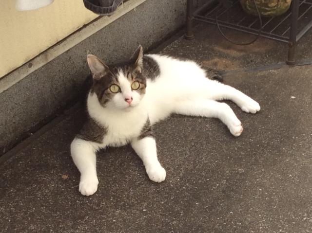 しらす