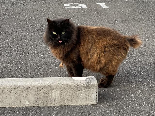 ベロ