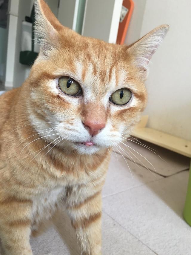 ルーク