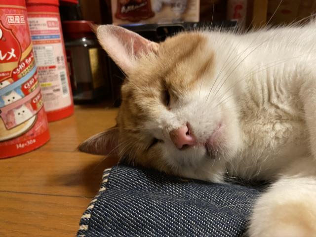 ミニィ