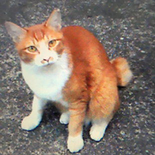 しんちゃん