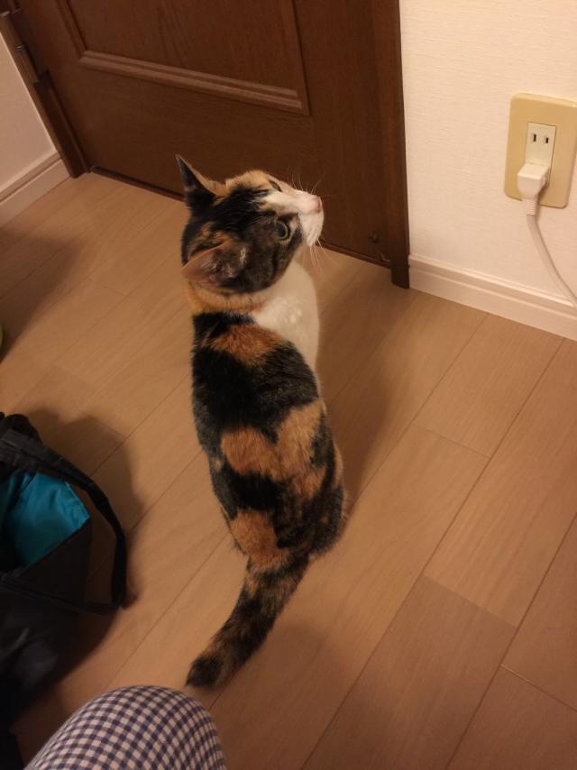 ミーコ
