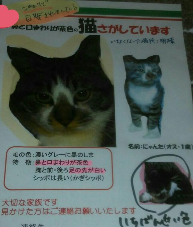 ニャン太