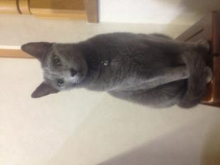 きゅー