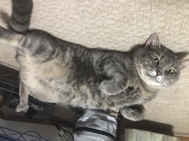 ジロ