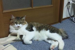 ピーちゃん