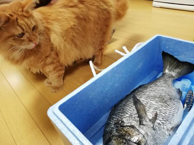 にゃんた