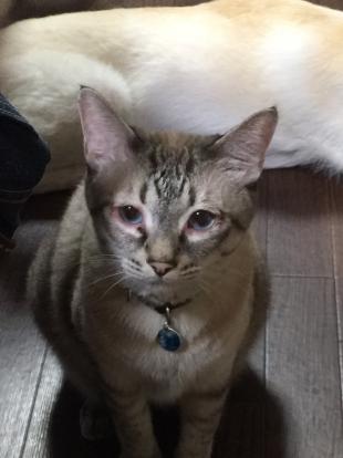 ミャー