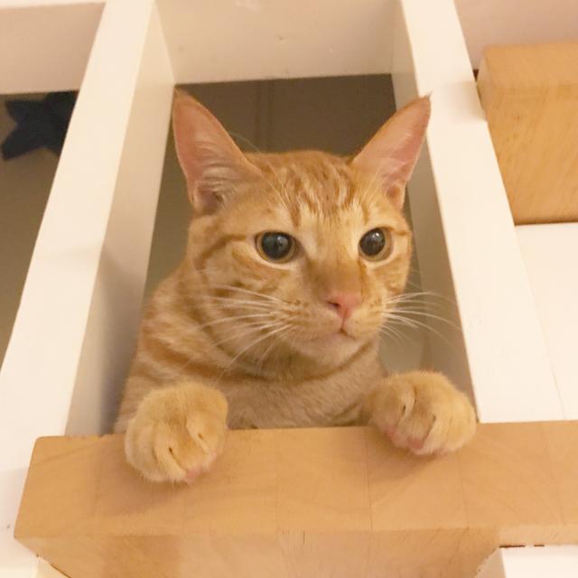 トラ